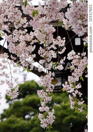 死棕色櫻桃樹 死棕色櫻桃樹 10557601