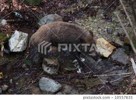 Wild boar Wild boar 10557635