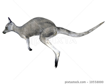 Kangaroo Kangaroo 10558000