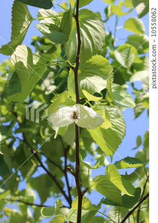 Handkerchief Handkerchief 10558062
