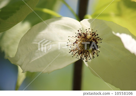 Handkerchief 10558106