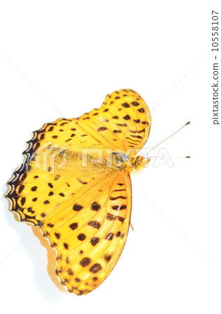 Male sweetfish male feather white back Male sweetfish male feather white back 10558107