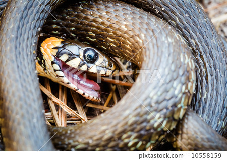 Grass-snake, adder in early spring 10558159