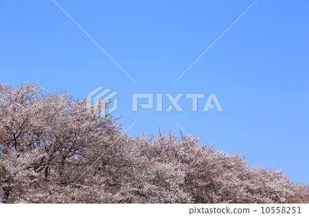  櫻花和藍天 10558251