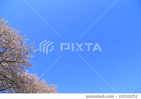 櫻花和藍天花瓣散射 櫻花和藍天花瓣散射 10558252