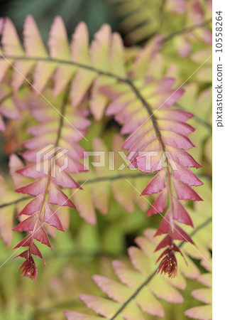 Peacock sea cucumber (peacock fern) 10558264