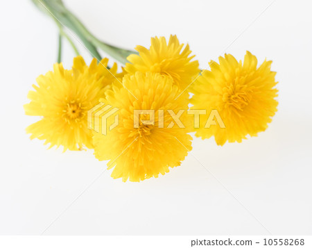 Tanpei的花束 10558268