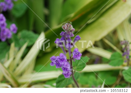 Tatsunami草 Tatsunami草 10558312