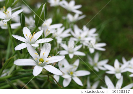 Onisogaramu 10558317