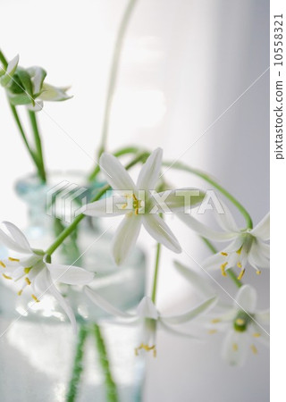 Onisogaramu 10558321