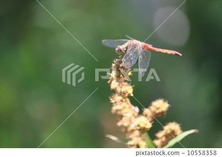 Nikko Senjogahara自然研究路紅色蜻蜓 10558358