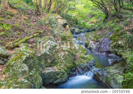 Fresh green budding tail Fresh green budding tail 10558598