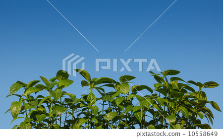 Spring sprouts 10558649