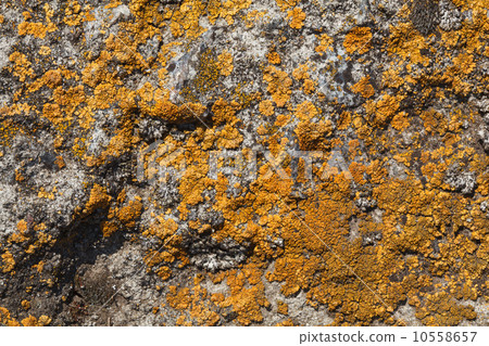 Lichen pattern on rock background 10558657