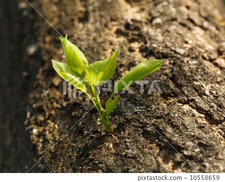 New sprout at old tree trunk New sprout at old tree trunk 10558659