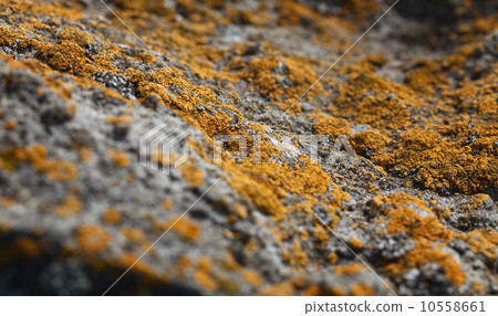Lichen and stone macro landscape Lichen and stone macro landscape 10558661