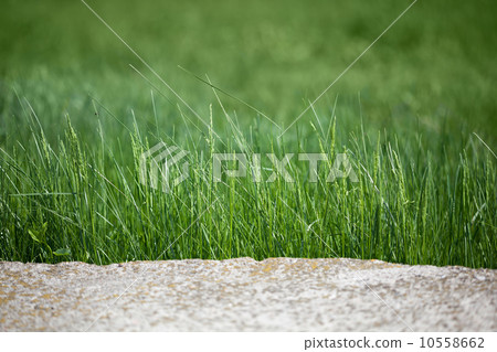 Rock and grass border 10558662