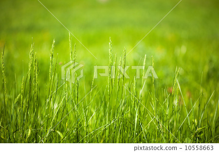 Macro of summer meadow Macro of summer meadow 10558663