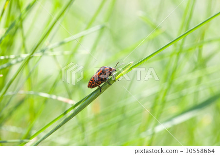 Shield bug on meadow Shield bug on meadow 10558664