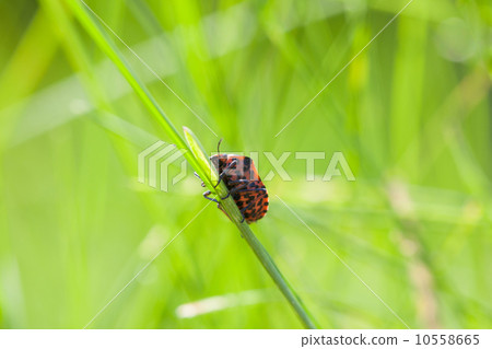 Red bag on grass Red bag on grass 10558665