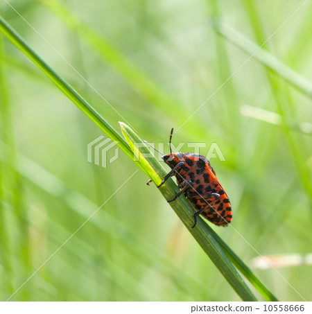 Macro of red shield bug Macro of red shield bug 10558666
