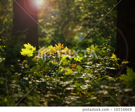 Sunlight in forest undergrowth Sunlight in forest undergrowth 10558669