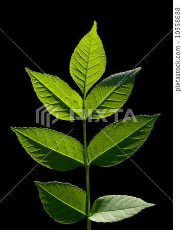 Back lighted twig of tree 10558688