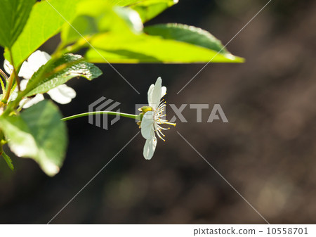 Macro of blossom cherry 10558701