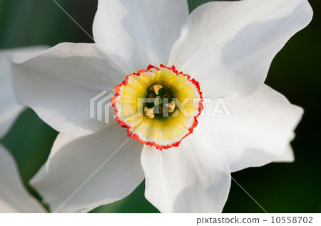 Macro of narcissus head 10558702