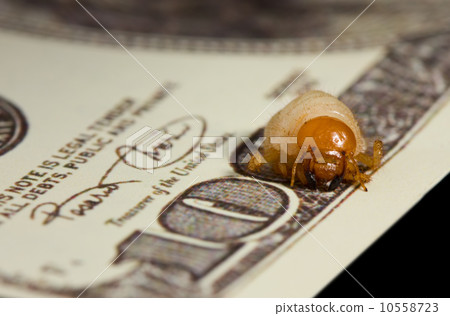Bug larva bite through hundred dollar banknote, economic crisis Bug larva bite through hundred dollar banknote, economic crisis 10558723