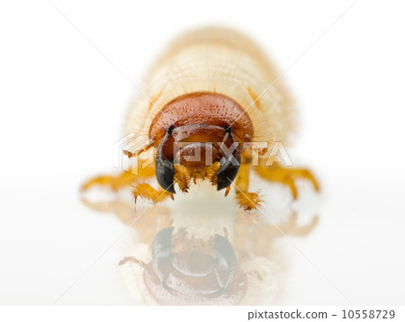 agricultural pest maggot larva 10558729
