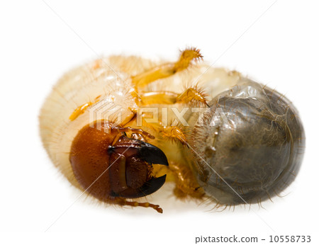 Wriggle June Bug Larva 10558733