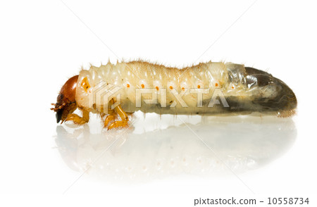 Macro picture of farm vermin 10558734