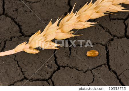 Wheat ear and grain on desert land 10558735