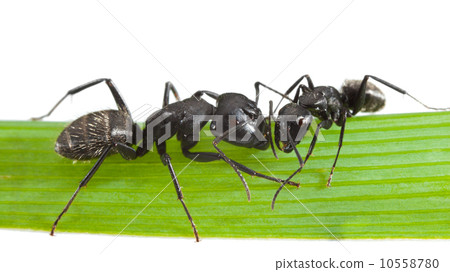 Two touching ants 10558780