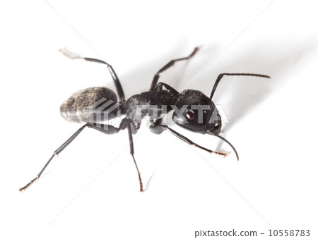 Ant warrior 10558783