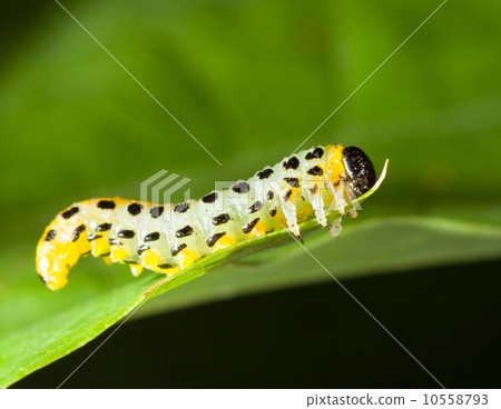 Macro of caterpillar attached to oak leaf 10558793