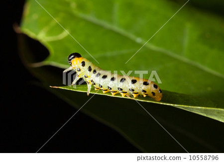 Caterpillar on oak leaf 10558796