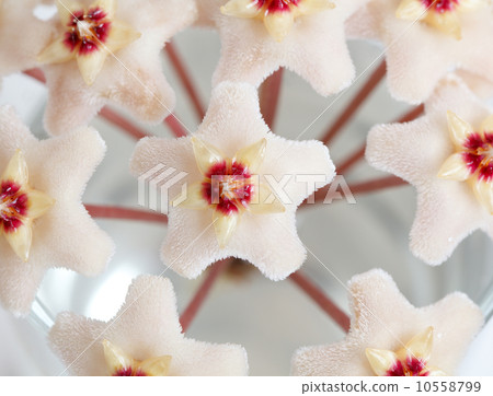 Close-up of hoya bloom 10558799