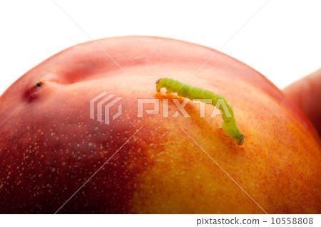 Macro of measuring worm on nectarine Macro of measuring worm on nectarine 10558808