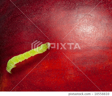 Macro of green inchworm on peach Macro of green inchworm on peach 10558810