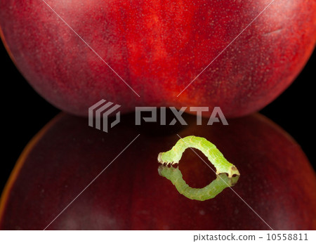Side view of inchworm moving to peach Side view of inchworm moving to peach 10558811