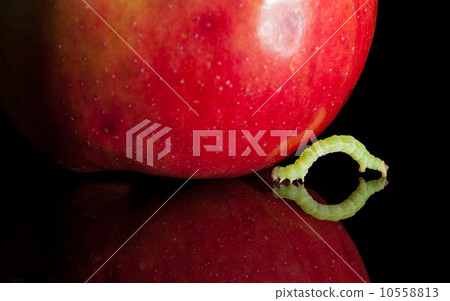 Macro of codling moth caterpillar moving to ripe apple Macro of codling moth caterpillar moving to ripe apple 10558813