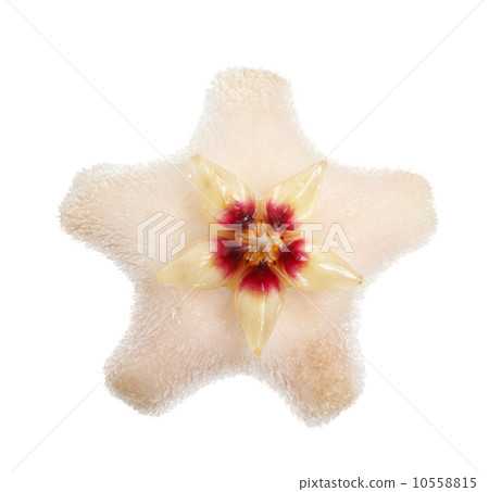 Wax plant starlet Wax plant starlet 10558815