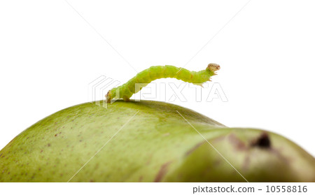Side view of inchworm on pear Side view of inchworm on pear 10558816