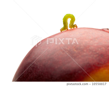 Side view of geometrid climbing on peach Side view of geometrid climbing on peach 10558817