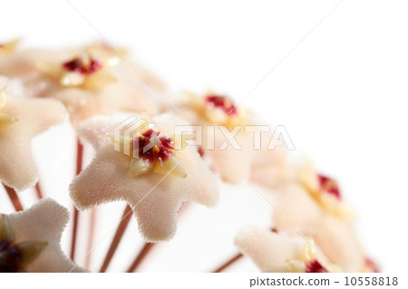 Blooming Wax plant Blooming Wax plant 10558818