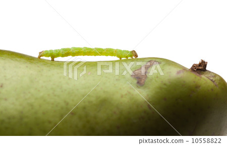 Pest caterpillar on pear Pest caterpillar on pear 10558822