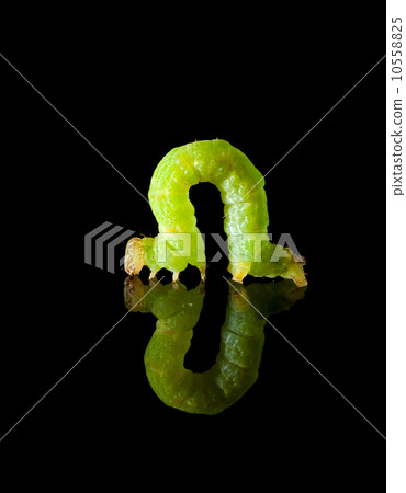 Green caterpillar isolated on black Green caterpillar isolated on black 10558825