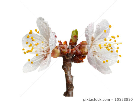 Dew drops on apricot blooms 10558850